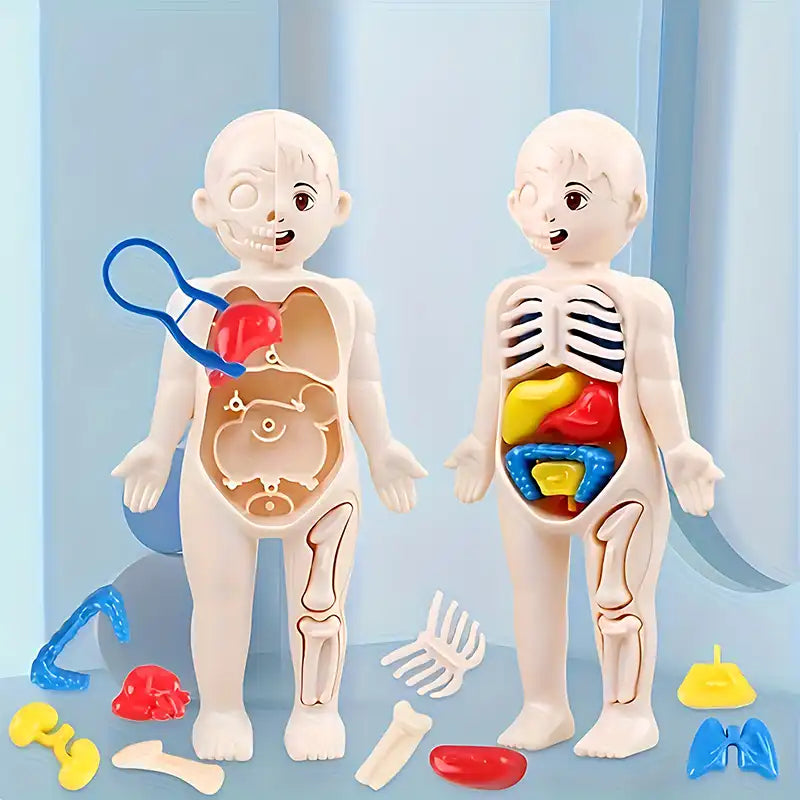 STEAM Toy - Kid's Human Organ Structure Model (15PCS) - CutePopToy