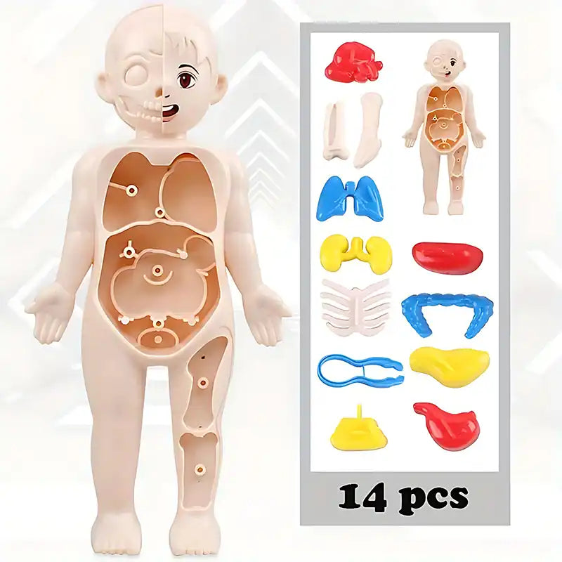 STEAM Toy - Kid's Human Organ Structure Model (15PCS) - CutePopToy