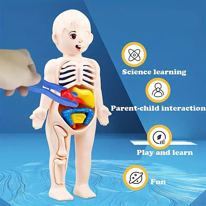STEAM Toy - Kid's Human Organ Structure Model (15PCS) - CutePopToy