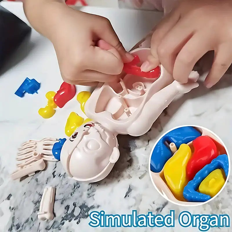 STEAM Toy - Kid's Human Organ Structure Model (15PCS) - CutePopToy