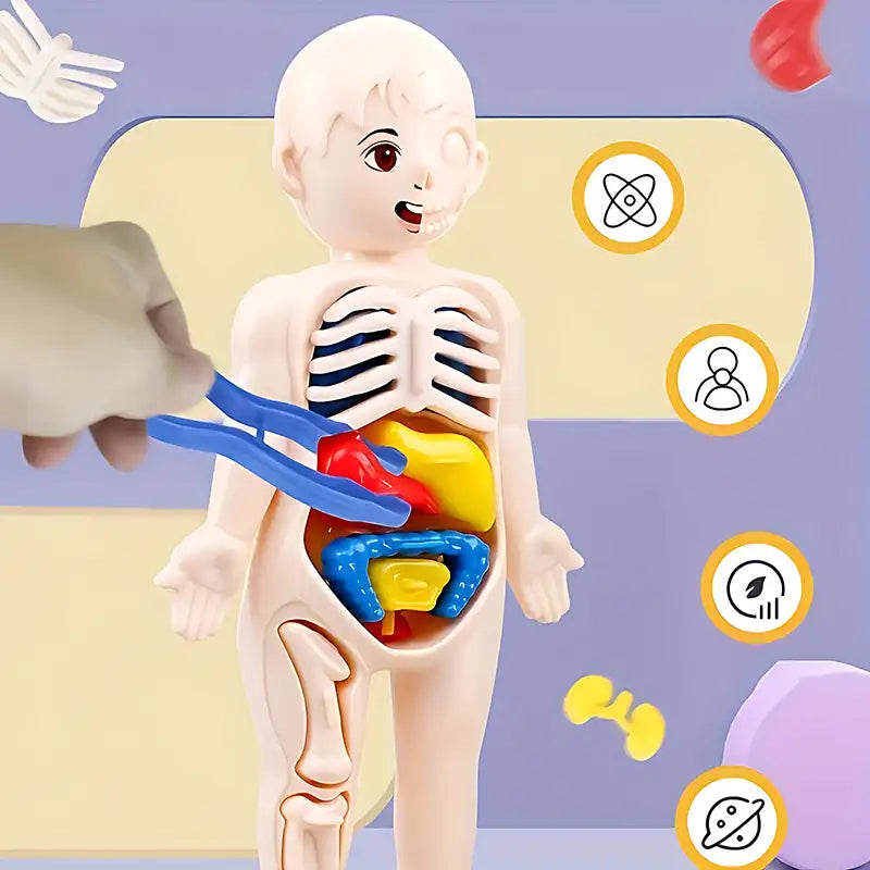 STEAM Toy - Kid's Human Organ Structure Model (15PCS) - CutePopToy