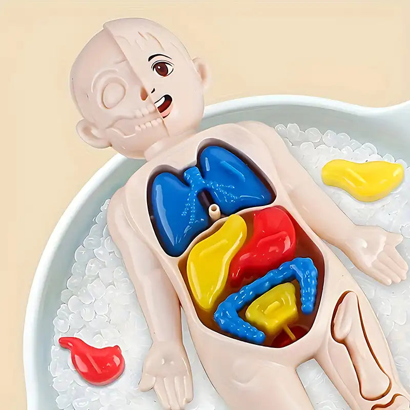 STEAM Toy - Kid's Human Organ Structure Model (15PCS) - CutePopToy