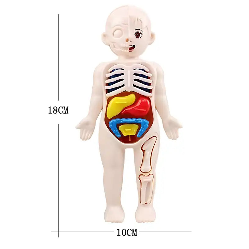 STEAM Toy - Kid's Human Organ Structure Model (15PCS) - CutePopToy