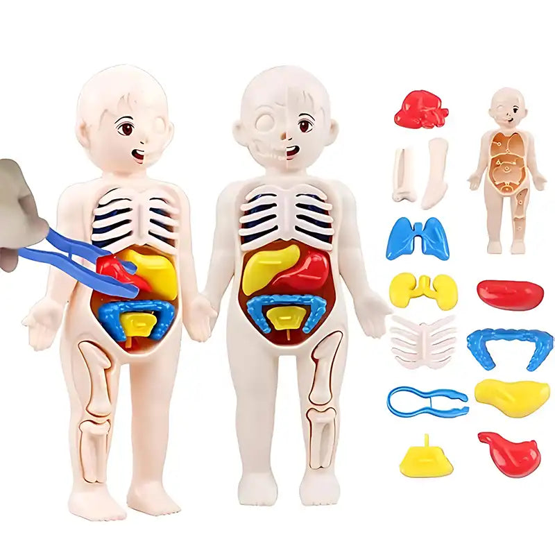 STEAM Toy - Kid's Human Organ Structure Model (15PCS) - CutePopToy