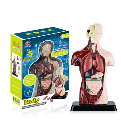 Interactive Human Anatomy STEM Learning Kit - CutePopToy