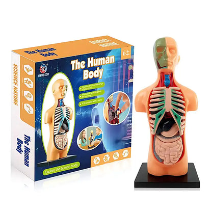 Interactive Human Anatomy STEM Learning Kit - CutePopToy