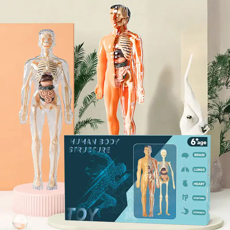 Interactive Human Anatomy STEM Learning Kit - CutePopToy