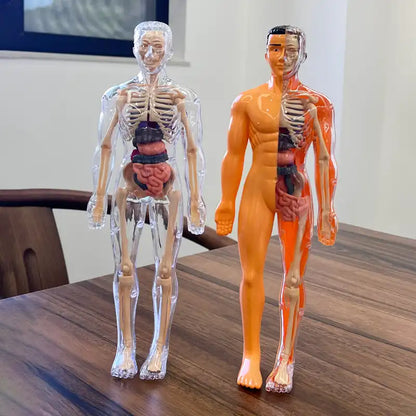 Interactive Human Anatomy STEM Learning Kit - CutePopToy