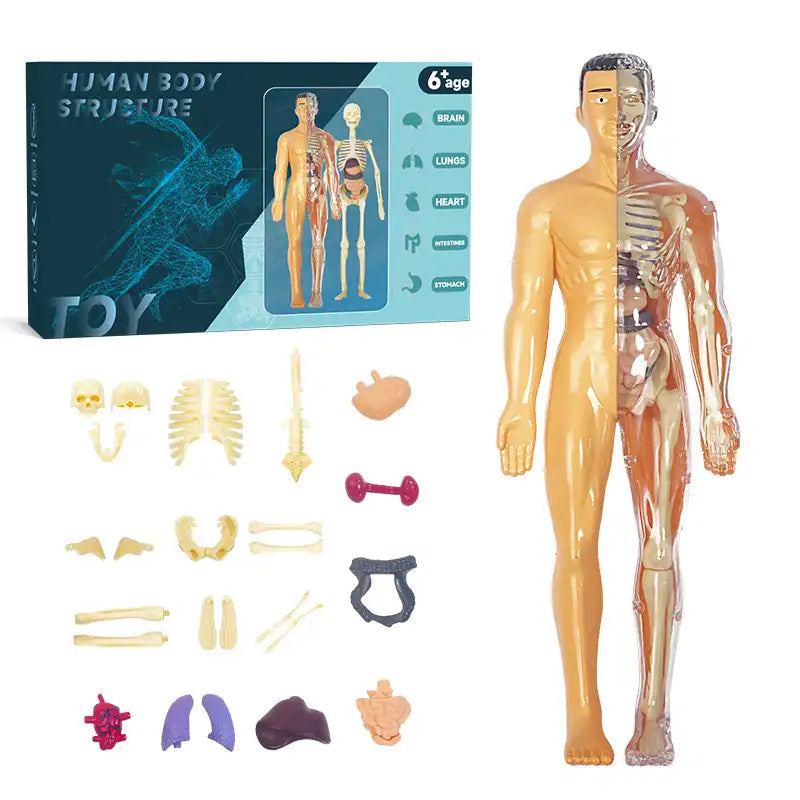 Interactive Human Anatomy STEM Learning Kit - CutePopToy