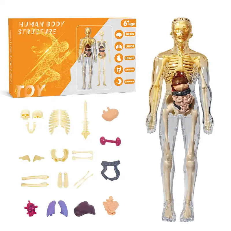 Interactive Human Anatomy STEM Learning Kit - CutePopToy