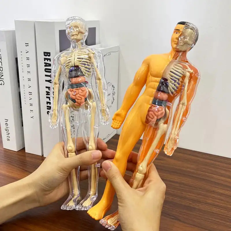 Interactive Human Anatomy STEM Learning Kit - CutePopToy